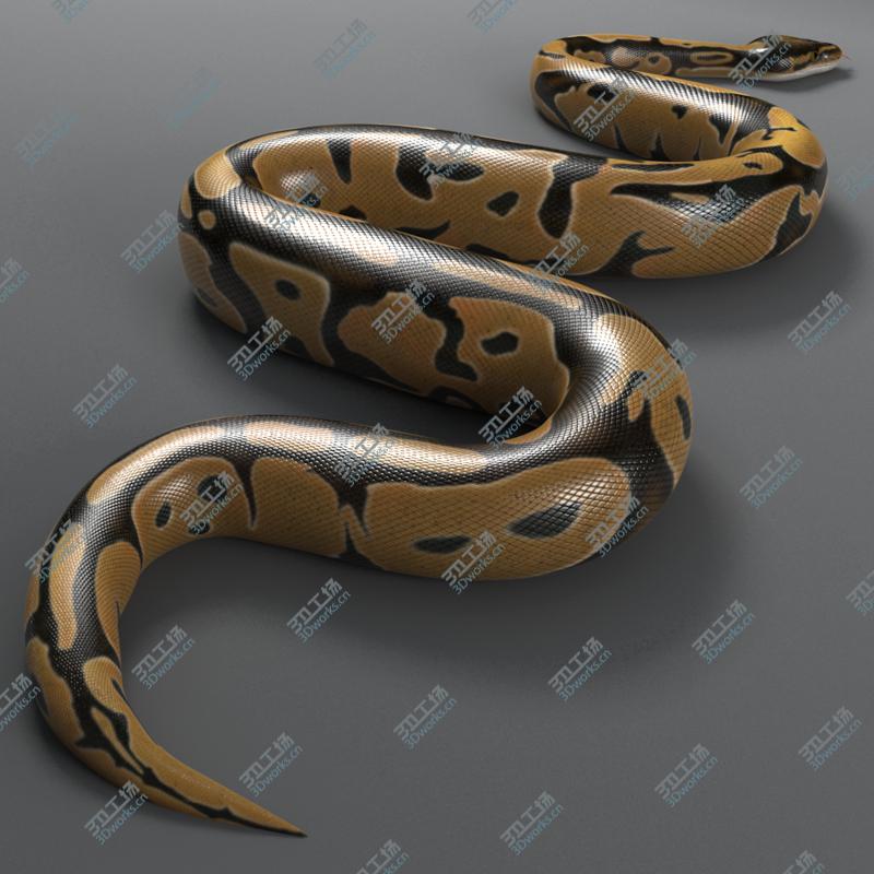 images/goods_img/2021040162/Ball Python (Normal)/3.jpg